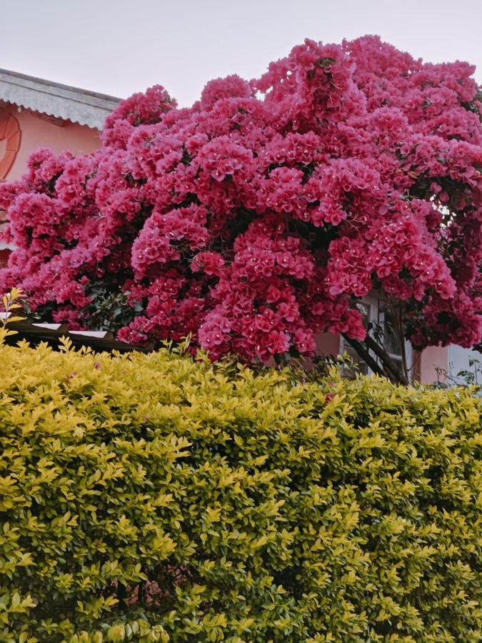 לינה וארוחת בוקר קונור Camellia Heights 1&2 מראה חיצוני תמונה